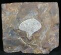 Fossil Ginkgo Leaf From North Dakota - Paleocene #29078-1